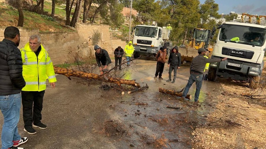جرش: سقوط شجرة على عامود كهرباء