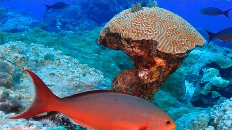 للعام التاسع على التوالي.. حرارة محيطات