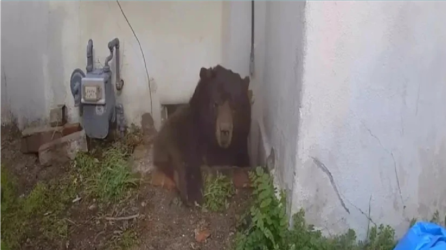 شريك سكن غير مرغوب.. دب يزن