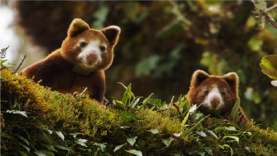 غريزة البقاء المظلمة.. لماذا تضطر أمهات