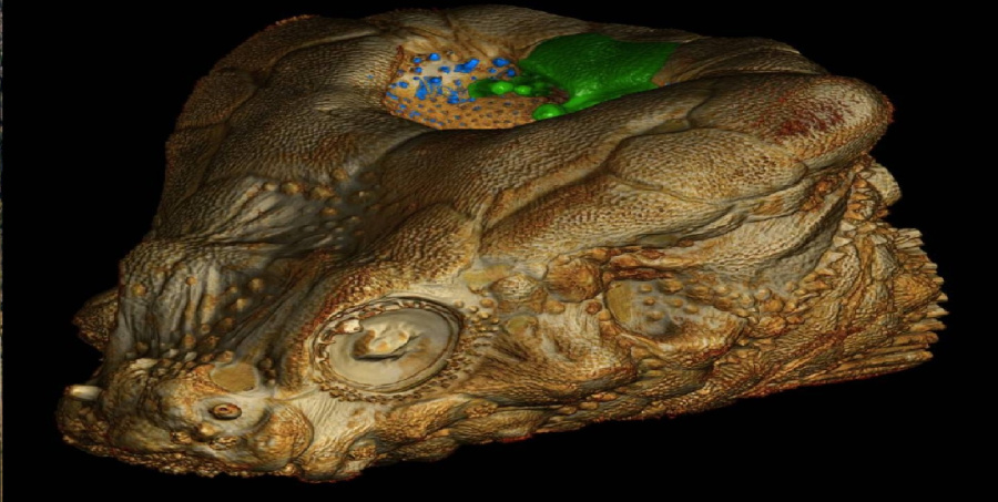 لغز الـ 100 عام.. اكتشاف وظيفة