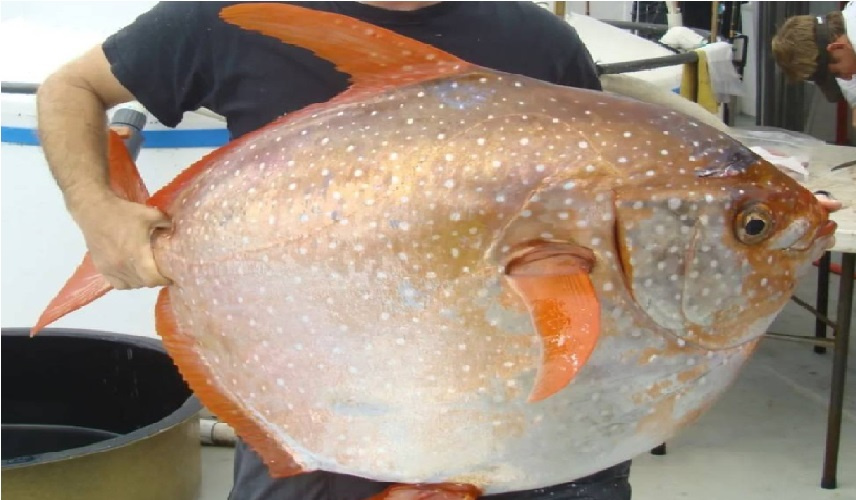 اكتشاف علمي يقلب الموازين.. سمكة القمر