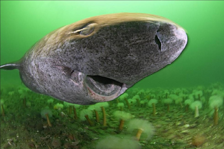 فك شيفرة أطول فقاري عمرا.. علماء