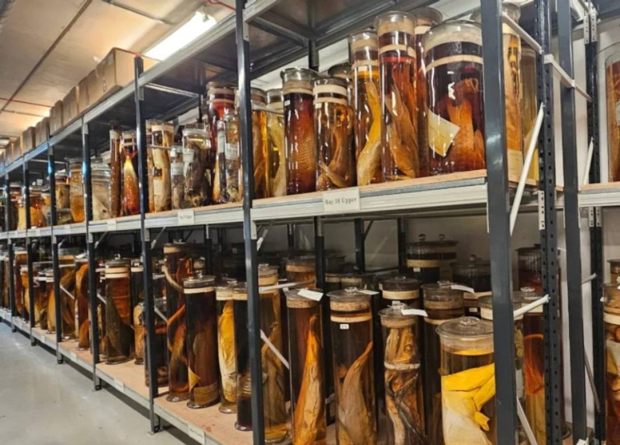 بعد قرنين من الغموض.. الليزر يكشف