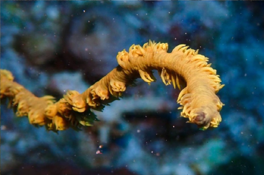 على حد زعمهم.. عمره 300 عام