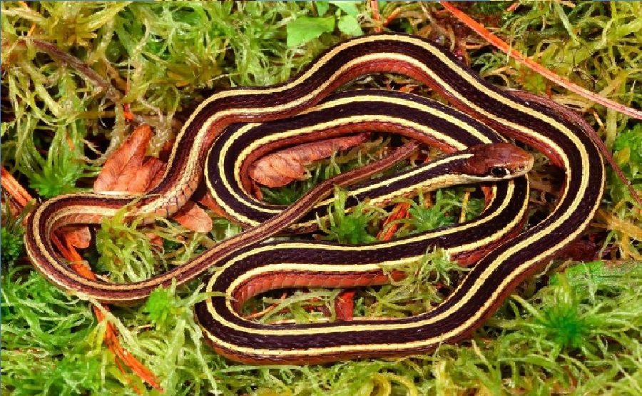 العودة من حافة الموت: كيف تنجو