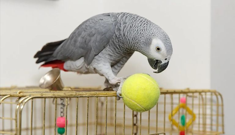 ببغاء بريطاني يختفي فيعود بعد 4