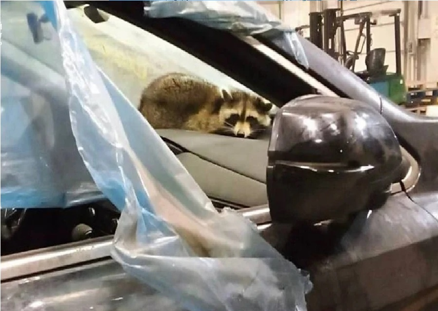 راكون يتسلل من الولايات المتحدة إلى