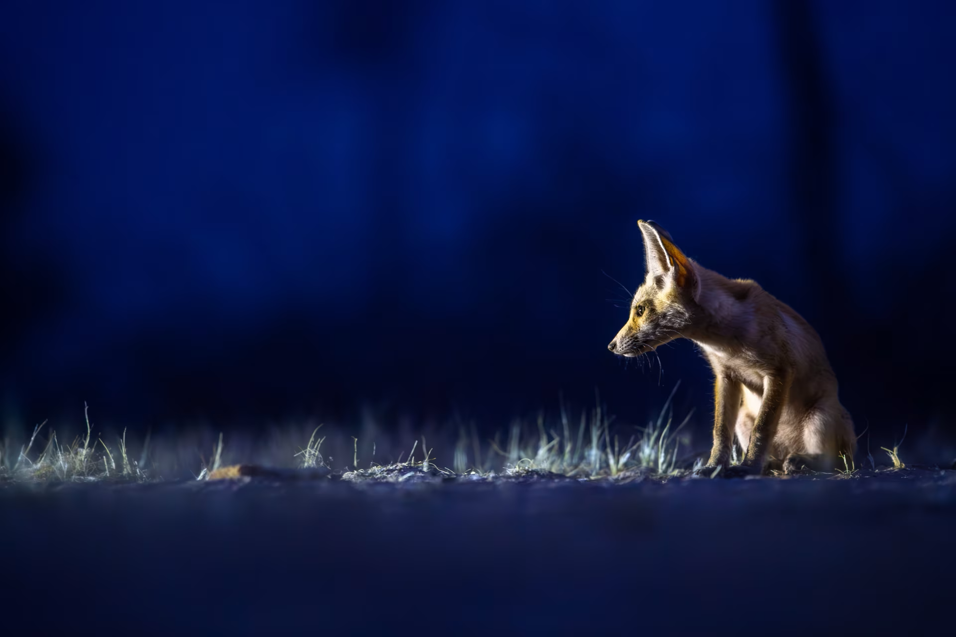 ثعالب تتجول في قلب الكويت.. ومصور