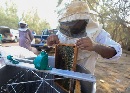 من الخلية إلى السوق.. نحلات الأردن