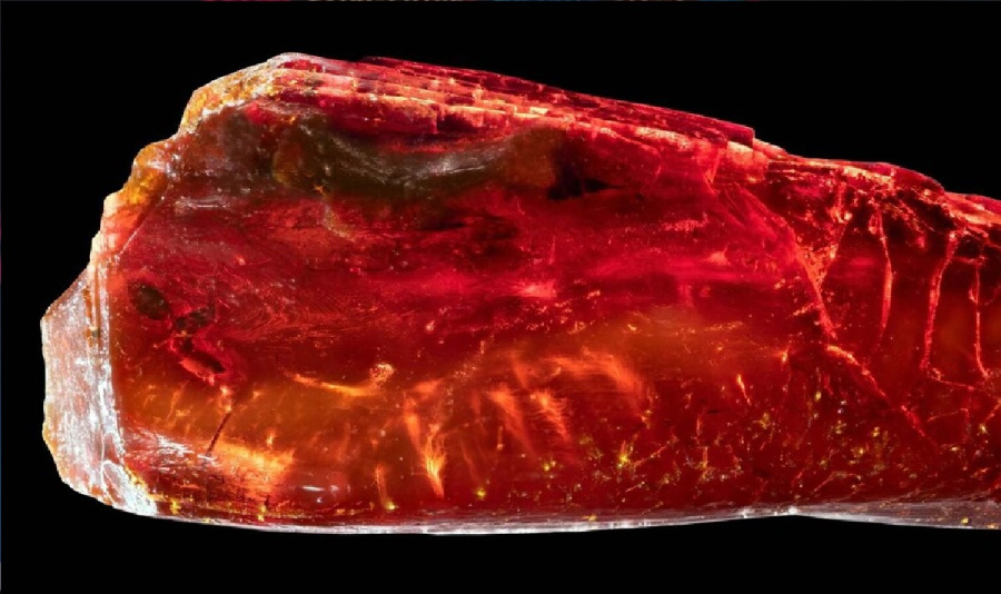 من مقتنيات غوته الخاصة.. نملة منقرضة