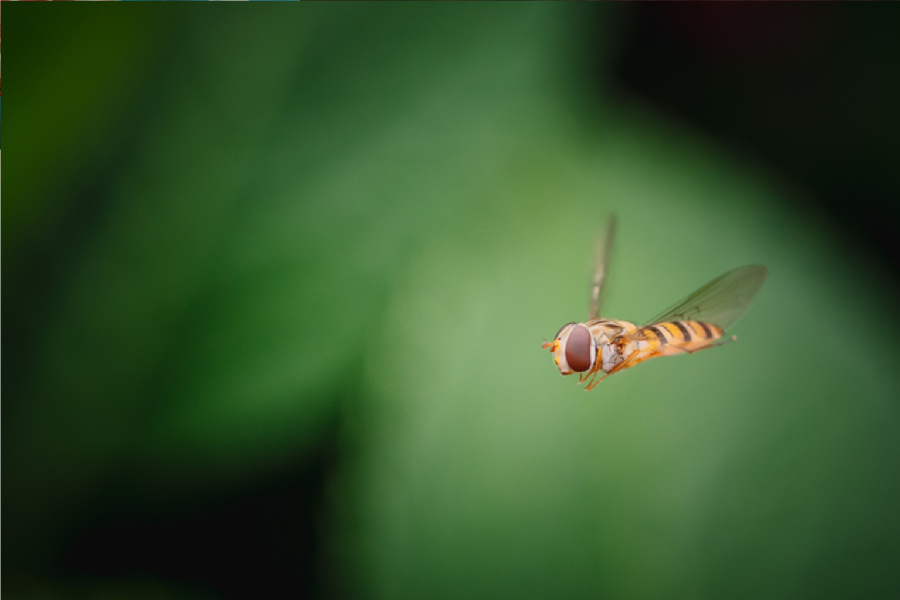 طبيب عناية مركزة يحذر: صمت الحشرات