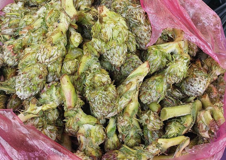 مشروع وطني أردني لتحويل العكوب إلى