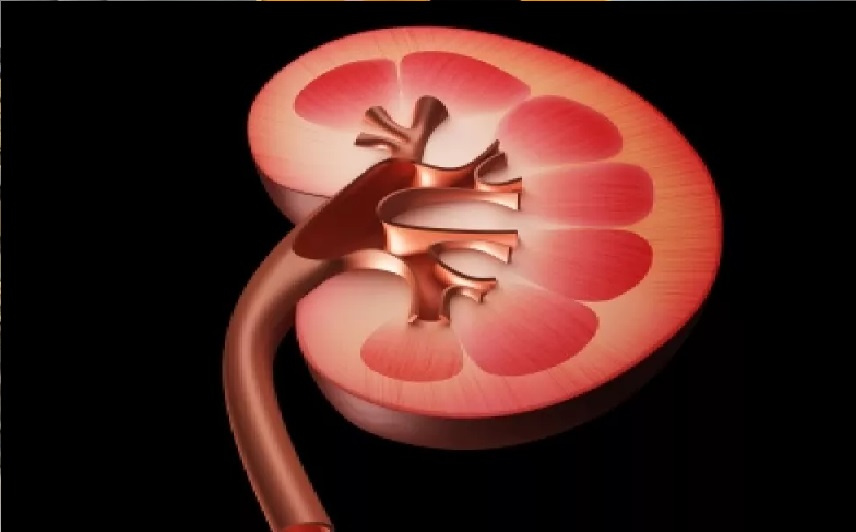 خبراء يحذرون من هوس البروتين.. خطر