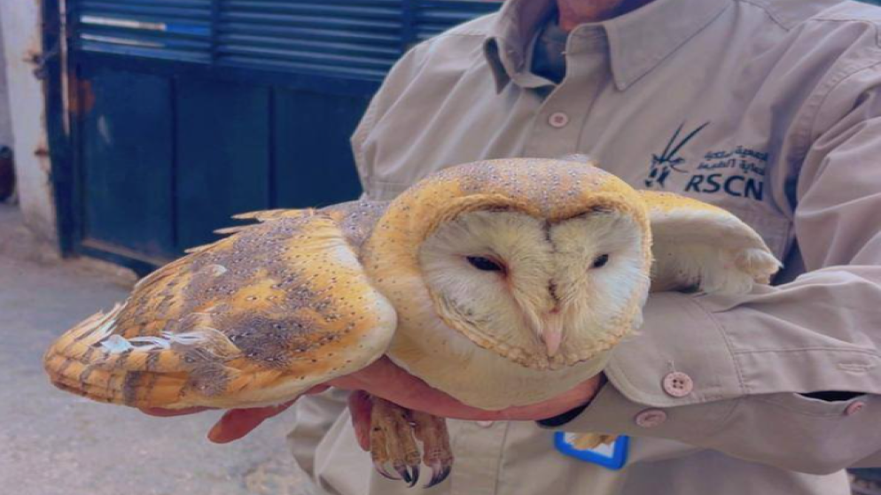 ضبط شخص روج لبيع طيور مهددة