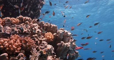 البحر الأحمر أول وجهة سياحية معتمدة