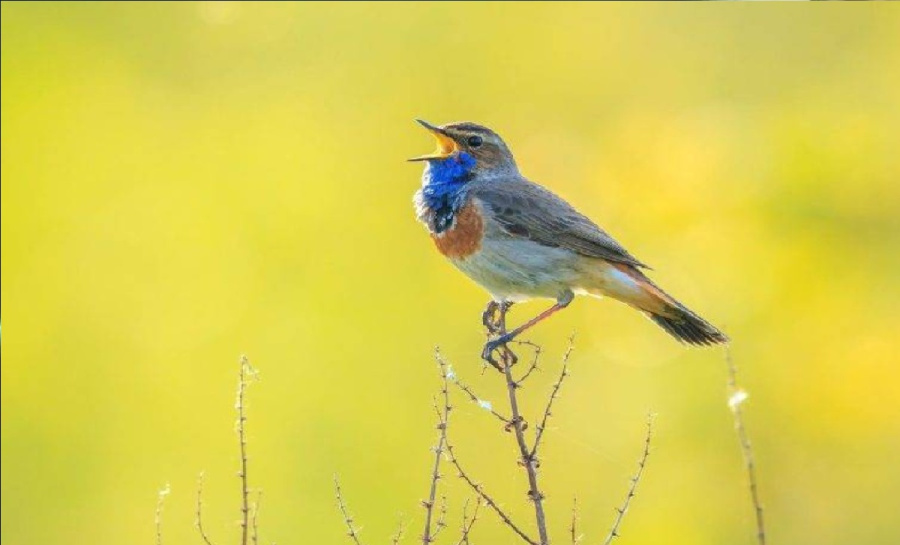 أمم أمثالكم.. وصدق الله تعالى