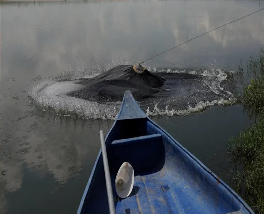 الجمبري يتفوق على النفط لأول مرة..
