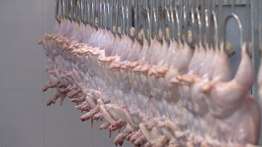 الأردن.. المخزون الاستراتيجي من الدواجن يكفي