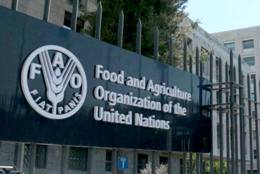 الفاو: الأسواق الغذائية العالمية تشهد ارتفاعا