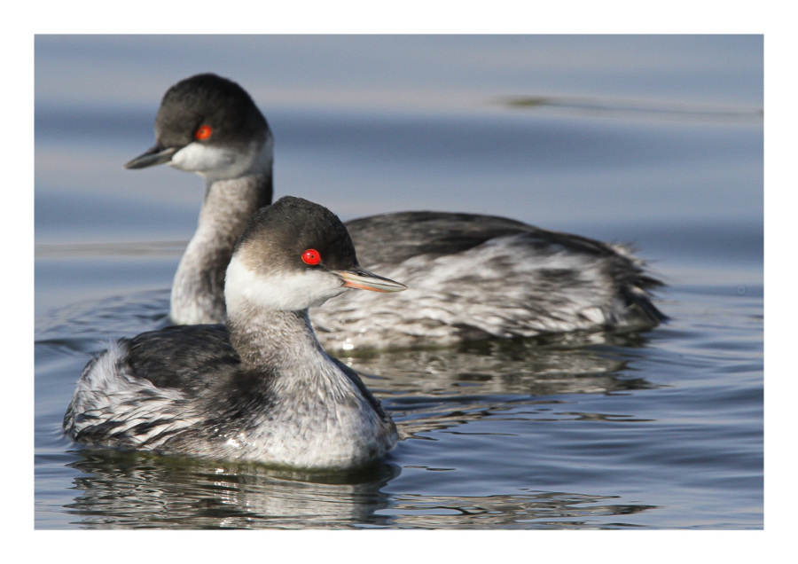 العقبة تحتضن الطيور المهاجرة ومرصدها يعزز