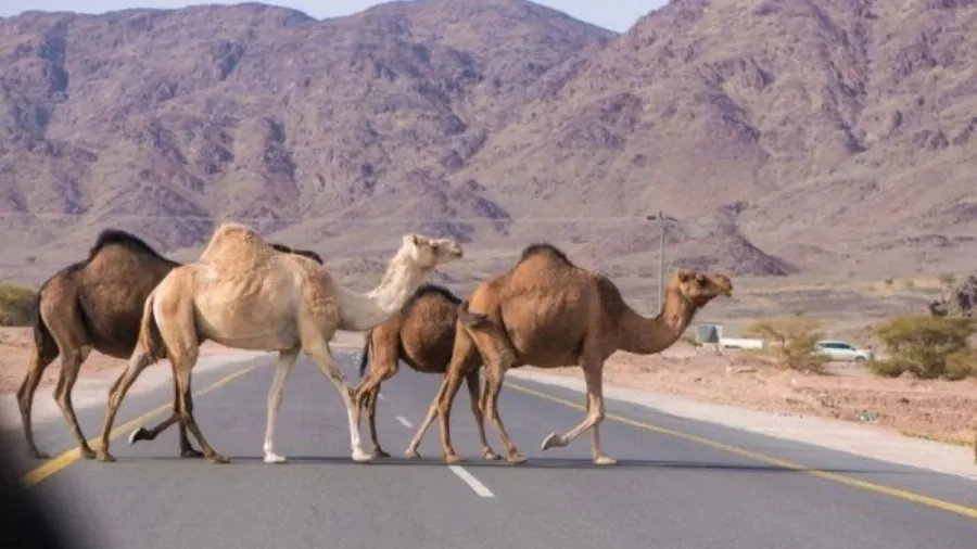 سلطة العقبة تمهل أصحاب الإبل السائبة