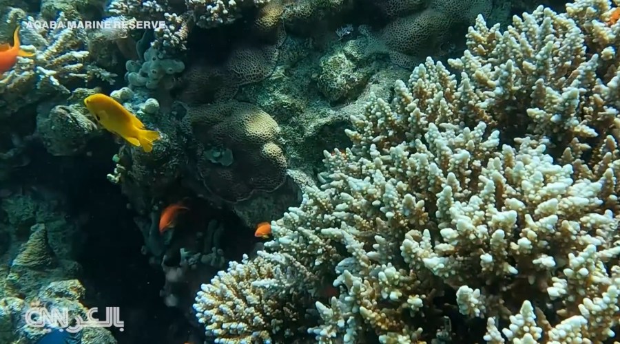 تعرف على محمية العقبة البحرية المرشحة