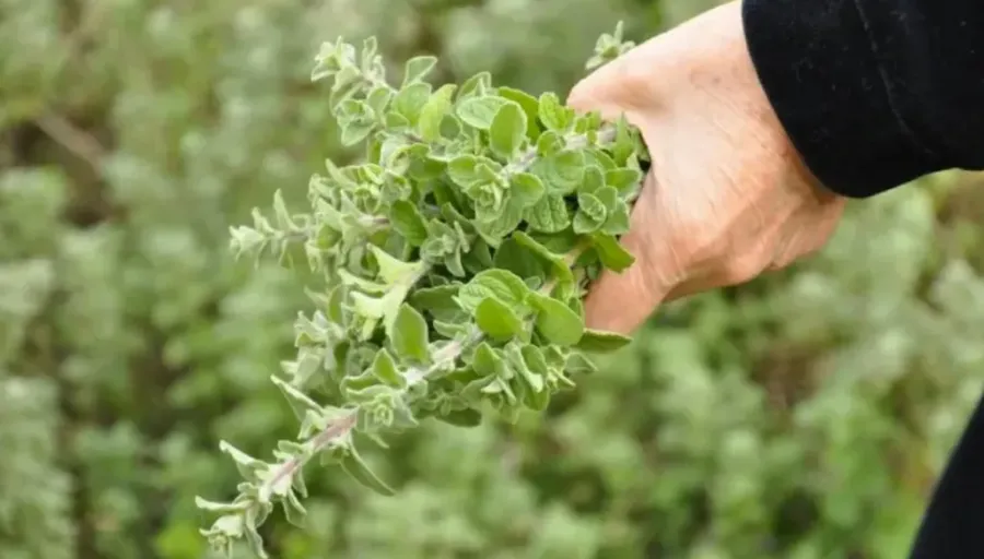 الزعتر الأردني.. كنز غذائي وتجاري متجذر