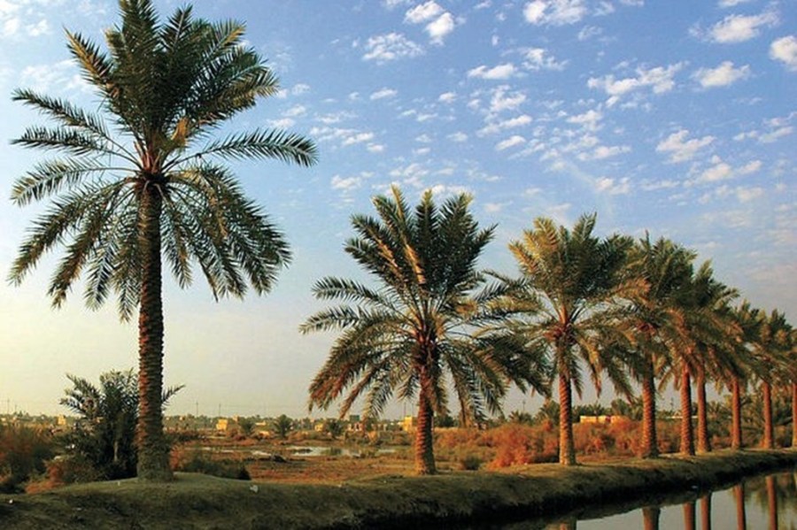 النخيل في غور الأردن.. إرث زراعي