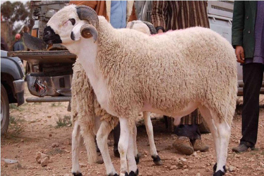 عن العقيقة.. وبعض من أحكامها