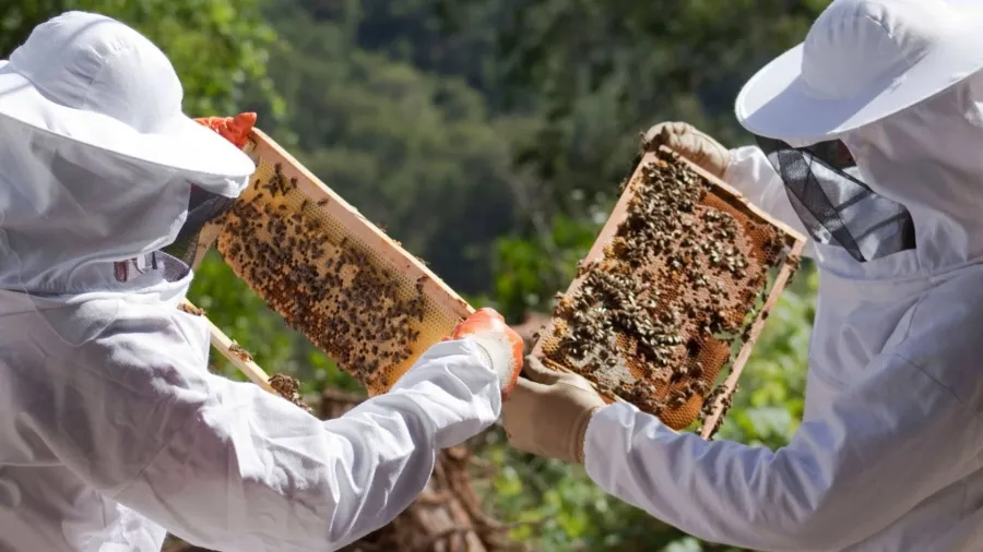 النحالين الأردنيين تطالب وزارة الزراعة بوقف