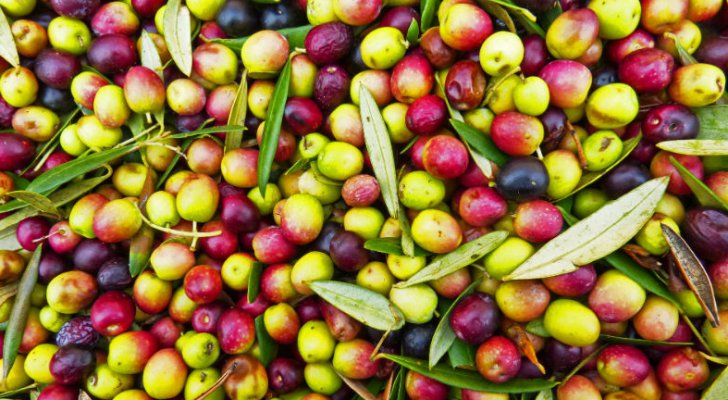 السلطة الفلسطينية تقرر استيراد الزيتون المروي