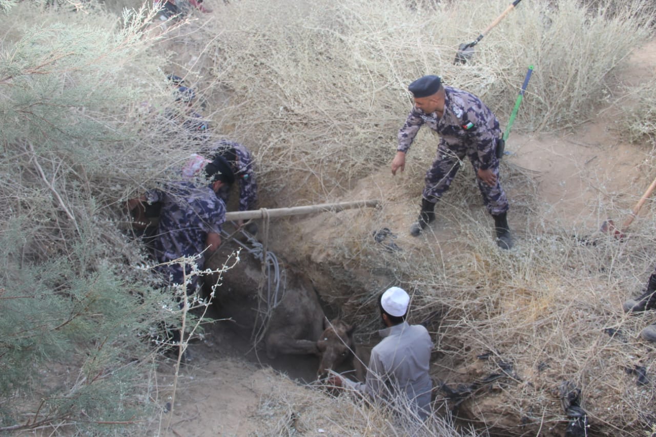 الدفاع المدني ينقذ جملا سقط داخل