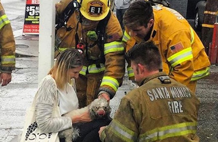 رجل إطفاء أمريكي يمنح كلبا قبلة