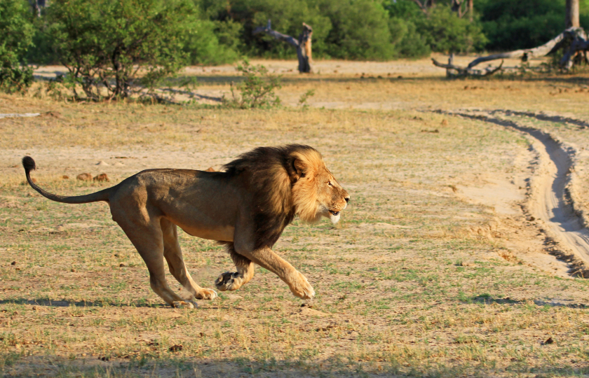 محكمة أمريكية تسجن مواطنا قتل أسدا