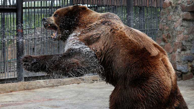 روسيا.. دب متوحش يقتل برلمانيا سابقا