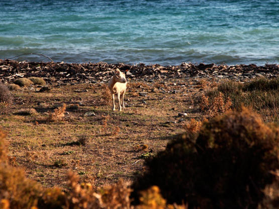 جزيرة يونانية .. الماعز يفوقون البشر