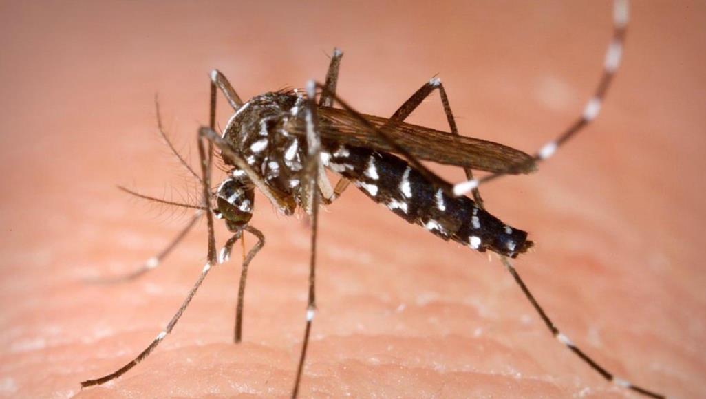 الأمانة: عطاء لمكافحة ’النمر الآسيوي‘