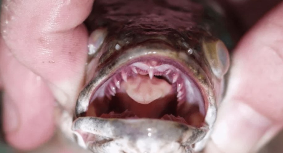 «إذا رأيتها اقتلها فورا».. سمكة «الماء