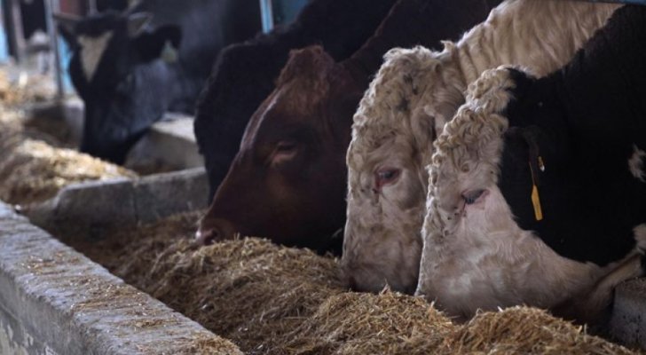 بالفيديو .. عجول الفلسطينيين تثير غضب