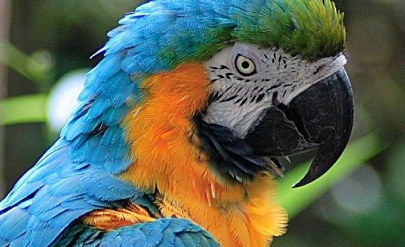 لماذا حظرت مصر استيراد طيور الزينة؟