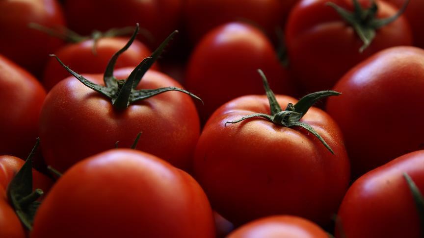 الطماطم التركية تغضب الإسرائيليين .. ما