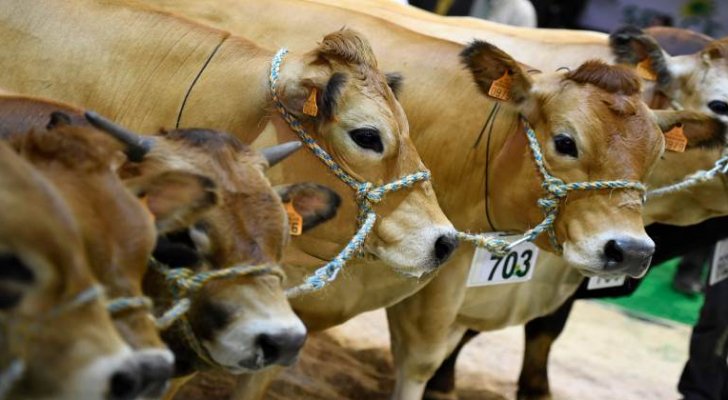 عقوبات على السلطة الفلسطينية لمقاطعتها أبقار