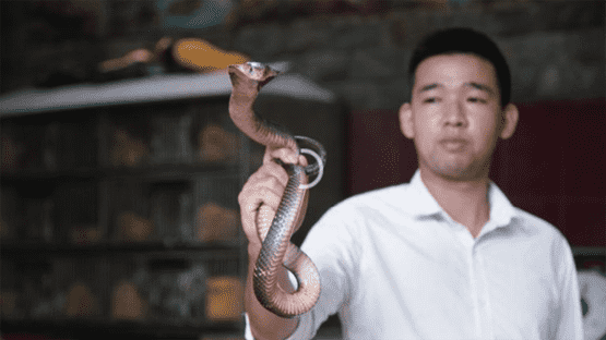 مطعم يقدم وجبات من أفاعي الكوبرا