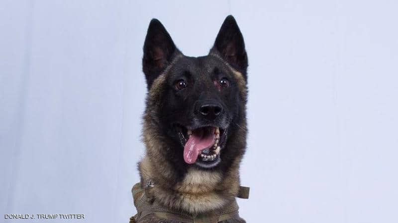 ترامب ينشر صورة «كلب».. ما قصته