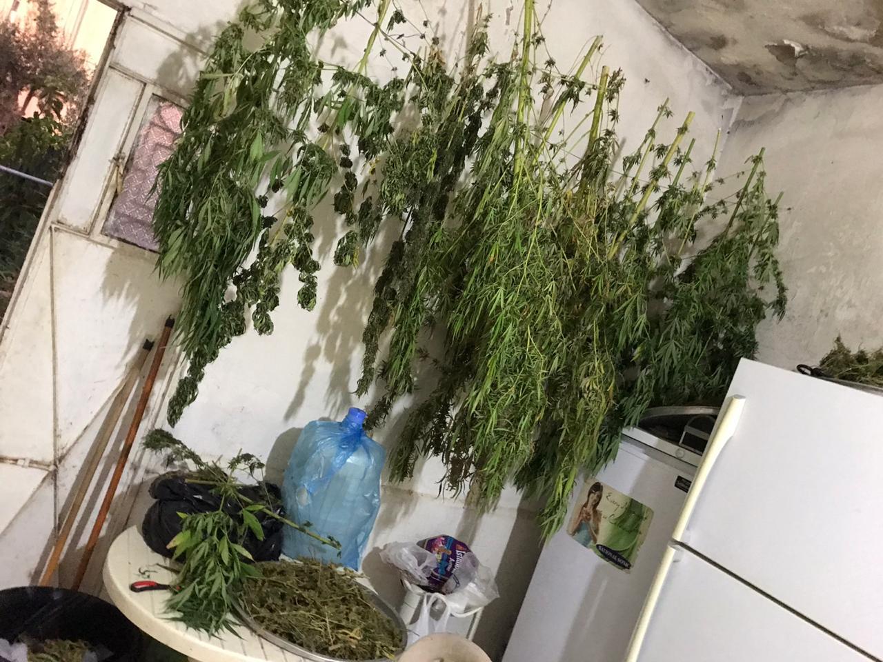 المكافحة تداهم شخصا كان يزرع ’المارجوانا‘