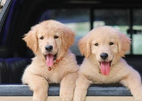 فنلندا تنتج الكهرباء من فضلات الحيوانات