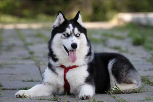 الدفاع المدني يكشف حقيقة العثور على