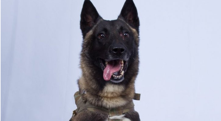 الكلب الذي شارك في القضاء على