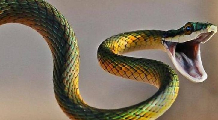 مقتل إمرأة أمريكية تملك 20 ثعبانا